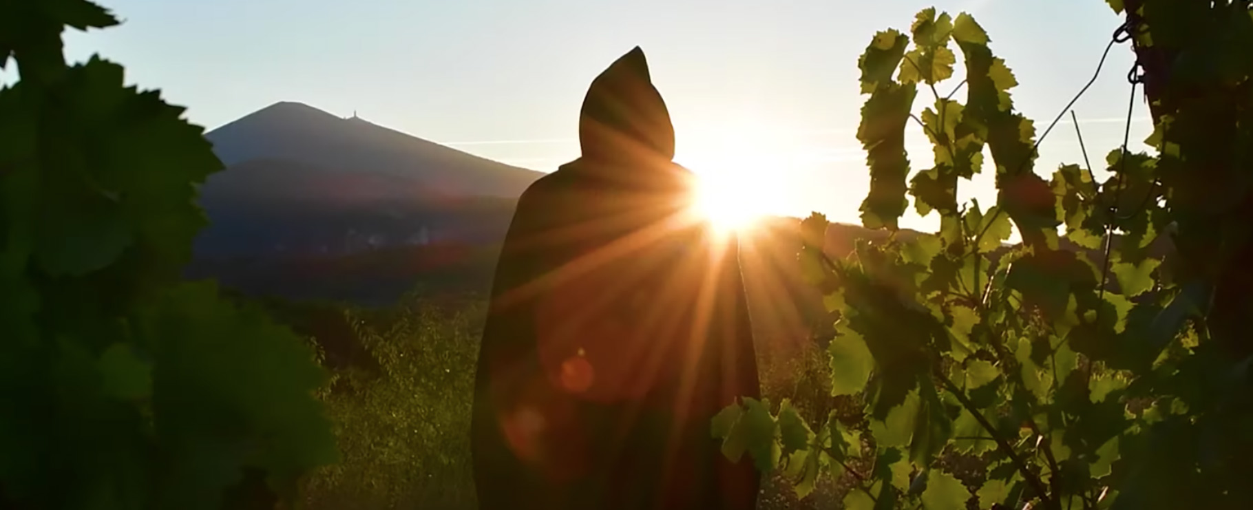 monk tending to vineyard in sunlight